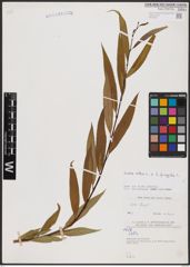 Foto von Salix alba L. x Salix fragilis L.